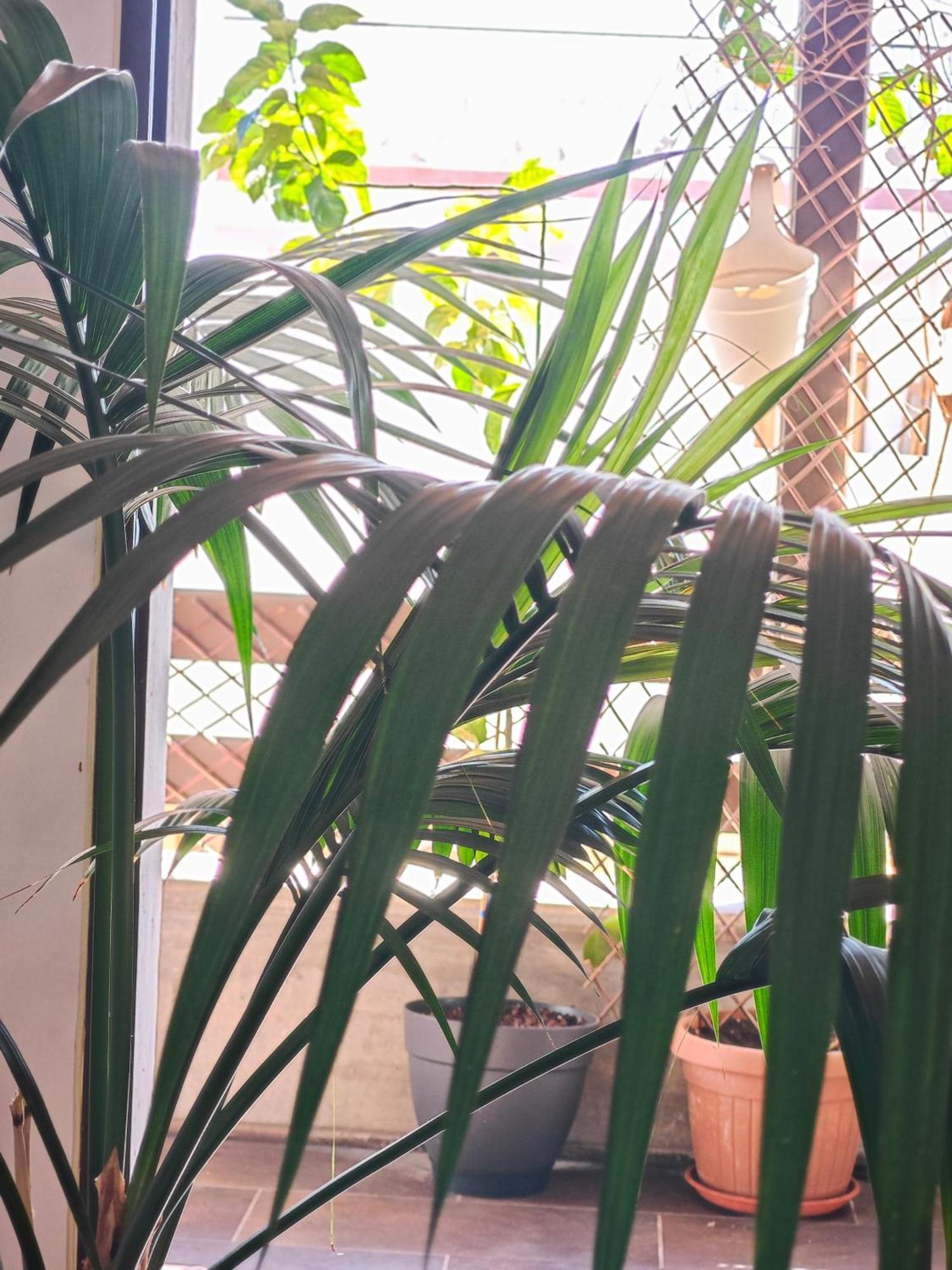Casa Compartida Weyler Bed & Breakfast Santa Cruz de Tenerife Exterior photo